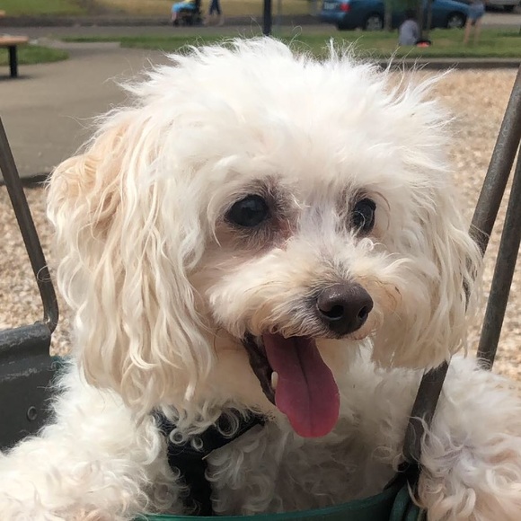 Meet your Posher, Hillary - Picture 1 of 1